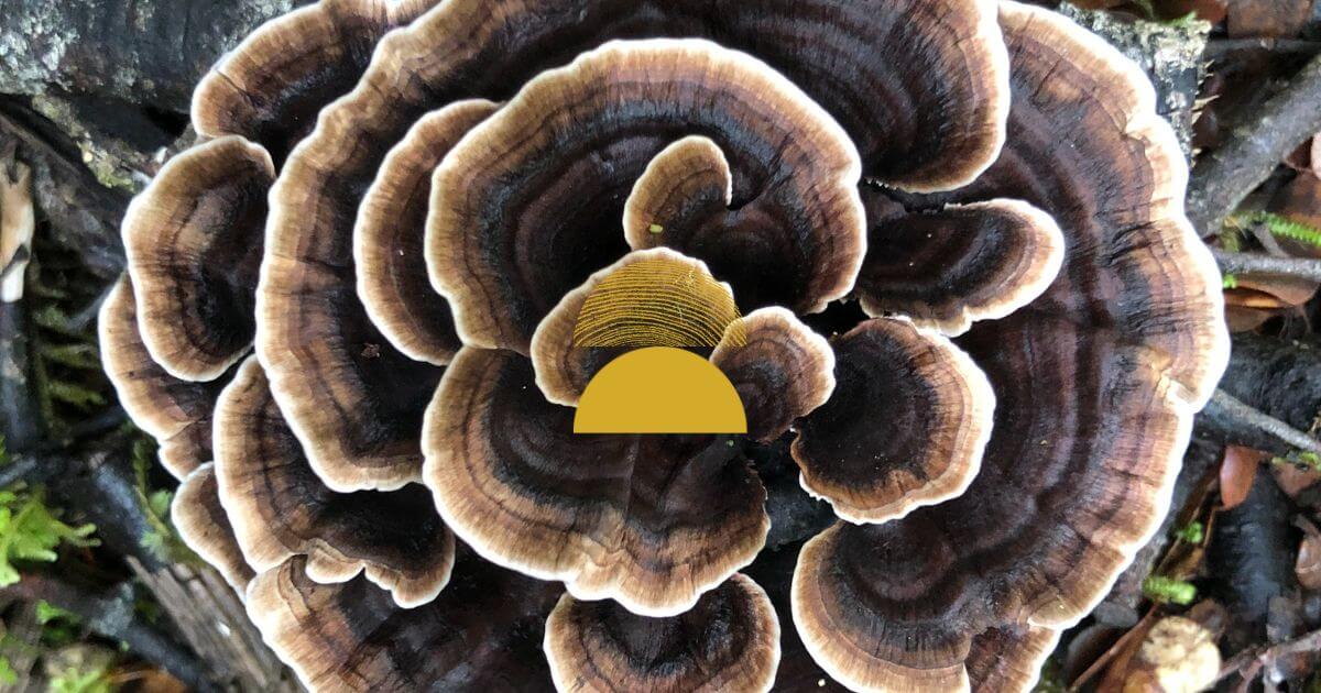 A growing fungi blooms outwards